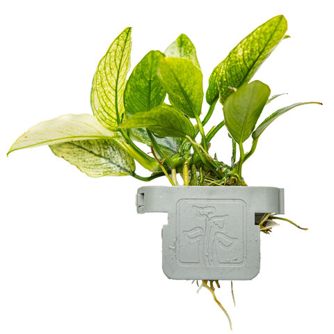 Anubias barteri var. nana ’Pinto’