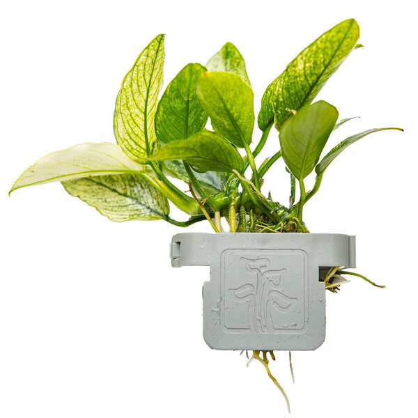 Tropica Anubias barteri var. nana ’Pinto’