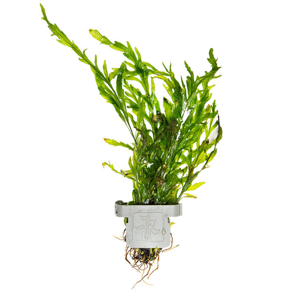 Tropica Bolbitis heudelotii