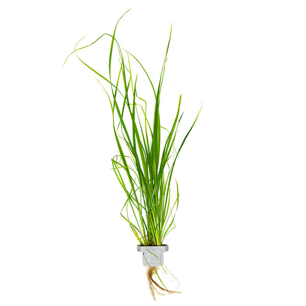 Tropica Cyperus helferi
