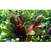 Echinodorus 'Barthii'