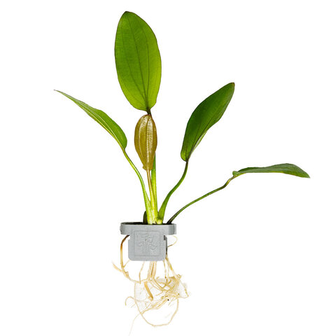 Echinodorus 'Barthii'