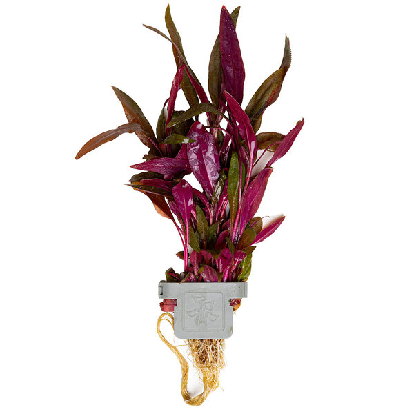 Tropica Alternanthera reineckii 'Pink'