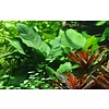 Anubias barteri caladiifolia