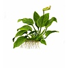 Anubias barteri var. nana