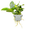 Anubias barteri var. nana