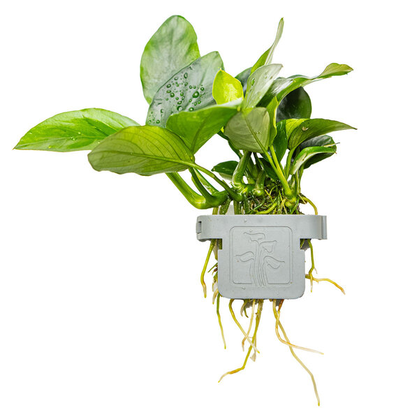 Tropica Anubias barteri var. nana