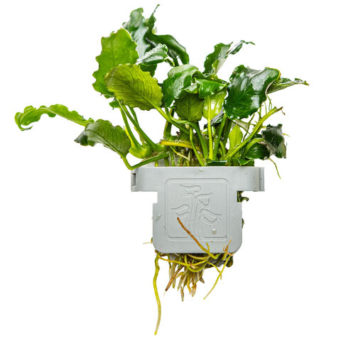 Anubias barteri var. nana ’Kirin’