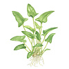 Anubias gracilis