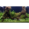 Anubias gracilis