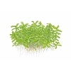 Bacopa monnieri 'Compact'