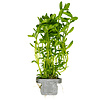 Bacopa monnieri 'Compact'