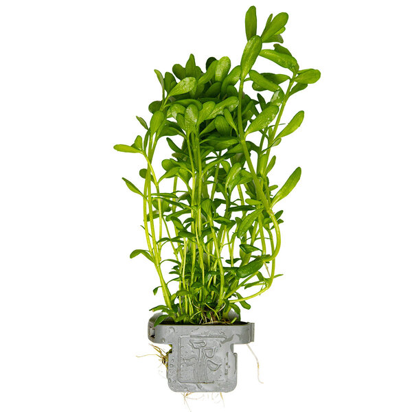 Tropica Bacopa monnieri 'Compact'