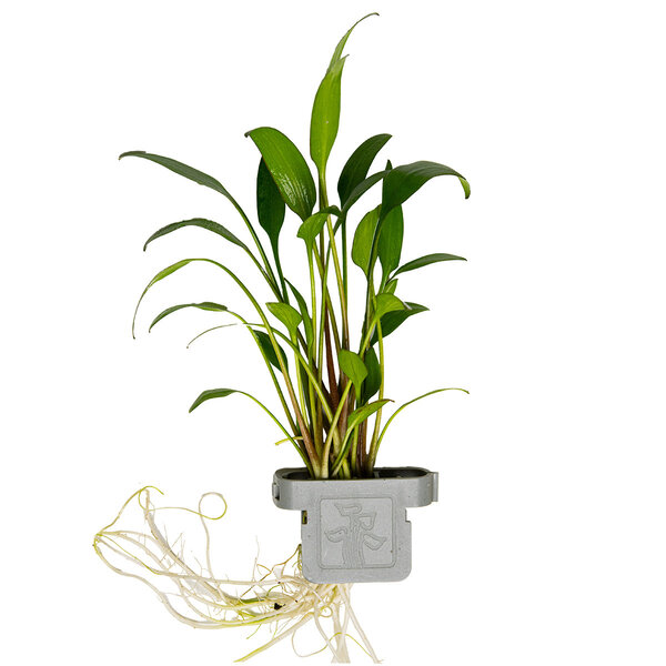 Tropica Cryptocoryne x willisii