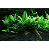 Hygrophila corymbosa 'Siamensis 53B'