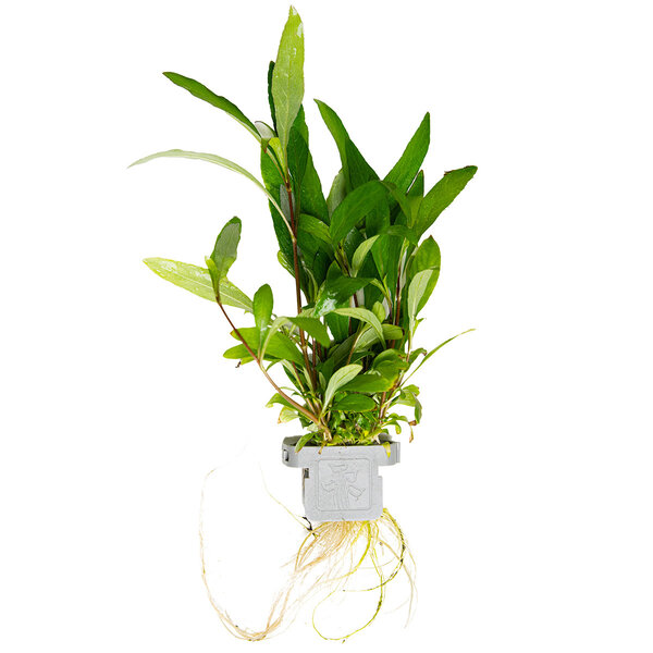 Tropica Hygrophila corymbosa 'Siamensis 53B'