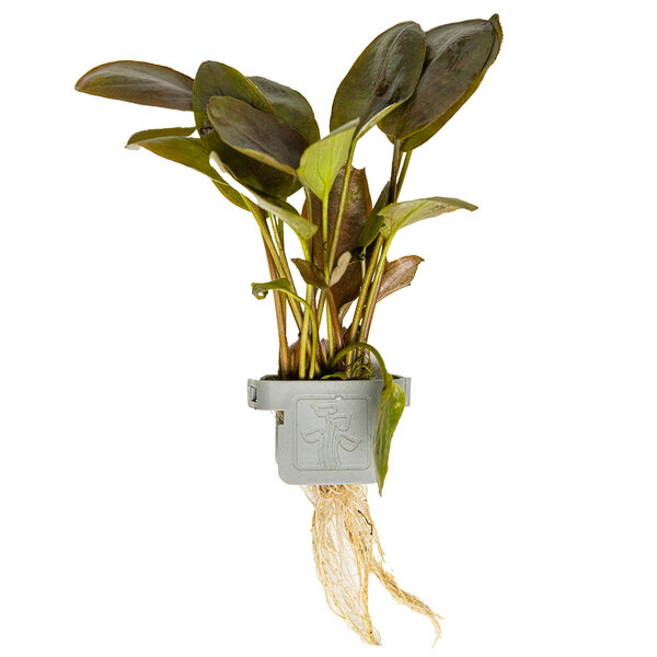 Tropica Lagenandra meeboldii 'Red'