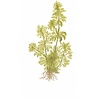 Limnophila sessiliflora