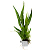 Microsorum pteropus