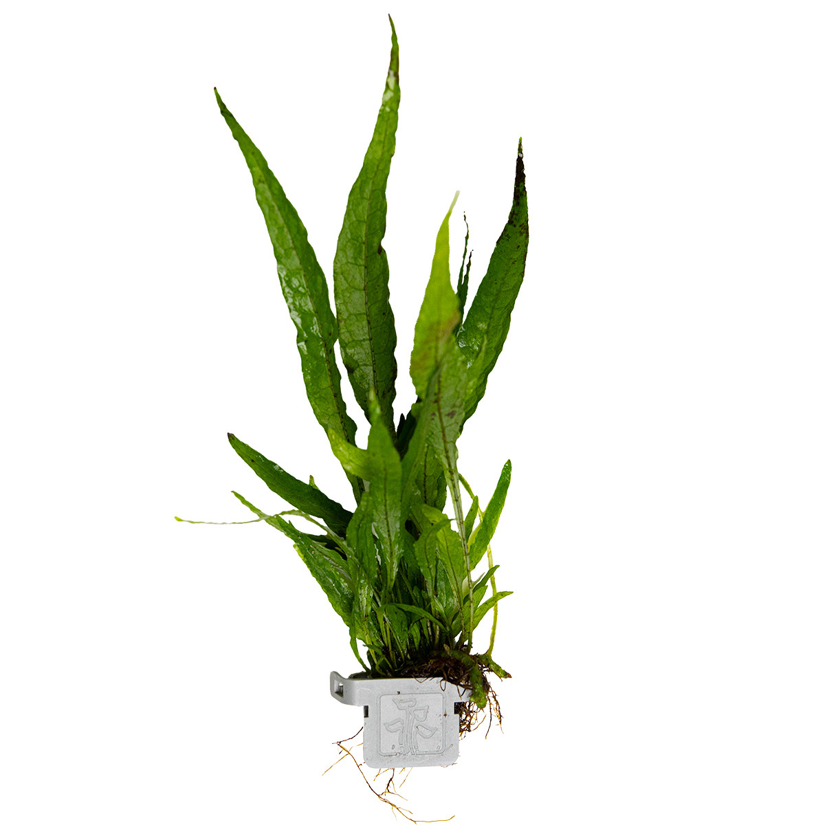 Microsorum pteropus Javafarn einfache Aquarium Aufsitzer Pflanze ...