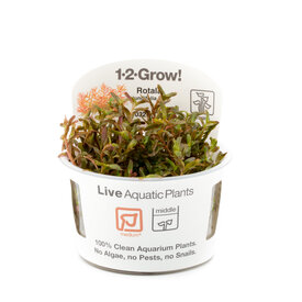 Tropica Rotala 'Vietnam H'ra' - InVitro
