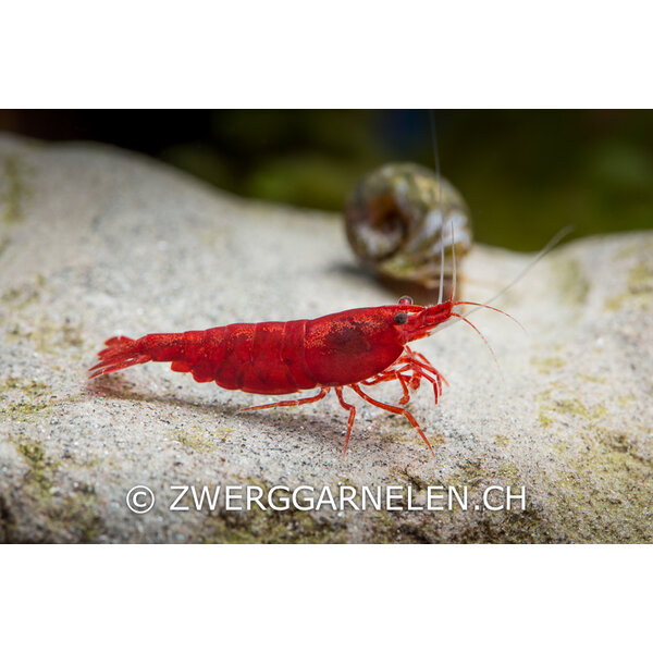 Garnelenmarkt 20er GruppeBloody Mary - Neocaridina davidi var. red