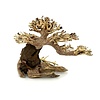 Aqua Bonsai #S1