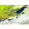 15er Gruppe - Royal Blue Tiger - Caridina cf cantonensis