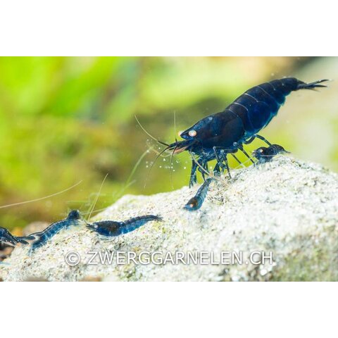 15er Gruppe - Royal Blue Tiger
