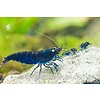 15er Gruppe - Royal Blue Tiger - Caridina cf cantonensis