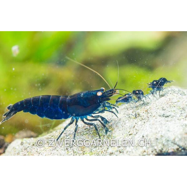 Garnelenmarkt 15er Gruppe - Royal Blue Tiger - Caridina cf cantonensis
