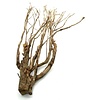 Talawa Holz #103