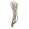 Talawa Holz #102
