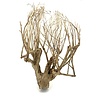 Talawa Holz #101