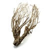 Talawa Holz #101