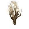 Talawa Holz #101
