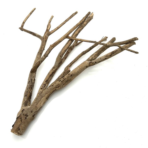  Talawa Holz #1