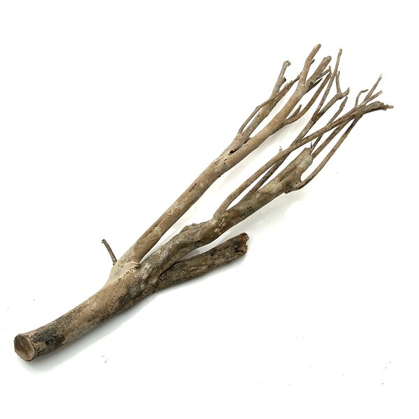 Talawa Holz #2