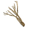 Talawa Holz #7
