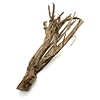 Talawa Holz #8
