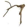 Talawa Holz #9