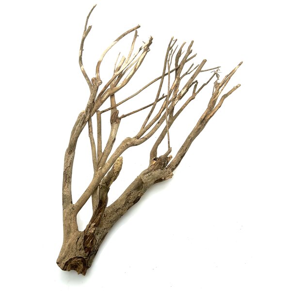  Talawa Holz #11