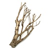 Talawa Holz #11