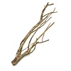 Talawa Holz #13