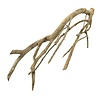 Talawa Holz #13