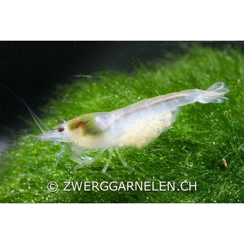 30er Gruppe White Pearl