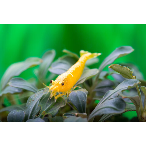 20er Gruppe Yellow Fire NEON