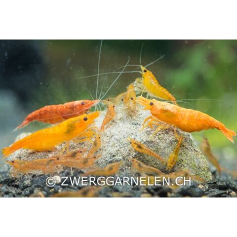 25er Gruppe Orange Fire