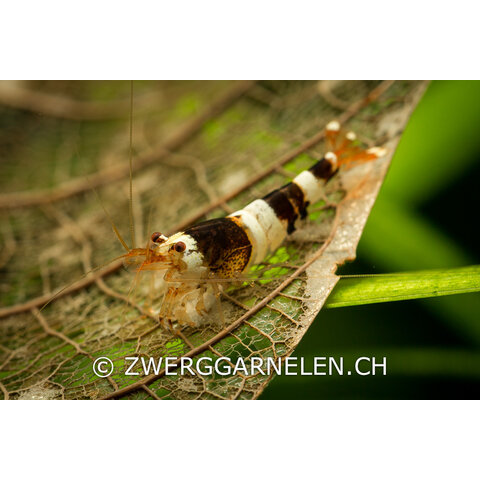 20er Gruppe Black Bee K4