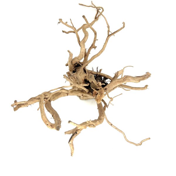 Garnelenmarkt Rote Moorwurzel #19